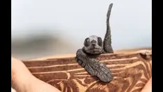 Mexico - Puerto Escondido - Turtle Release Conservation Project