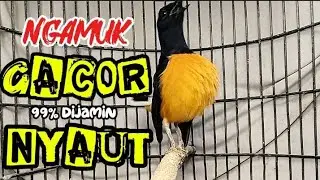 99% dijamin NYAUT | murai batu borneo gacor ngamuk lawan auto terpancing emosi