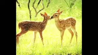 Oh... they love like a deer , so soft , so gentle✧ | love subliminal
