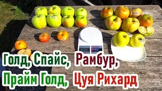 Яблоки-тяжеловесы /Очень вкусные осенние сорта/ РАМБУР, ГОЛД СПАЙС, ПРАЙМ ГОЛД, ЦУЯ РИХАРД