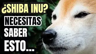▶ 15 COSAS que HAY QUE SABER ANTES de TENER UN SHIBA INU: 🐕 [Pros y contras del perro Shiba Inu]