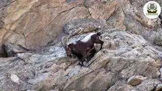 How the male ibex come to the female ibex for sex. 