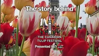 The Story Behind the Canadian Tulip Festival