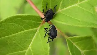 БИОСФЕРА: 229. Долгоносик Ирисовый (Mononychus punctumalbum)