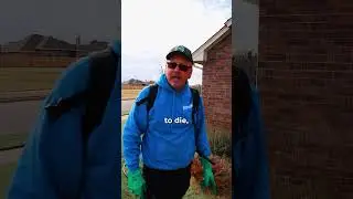 What Happens to Weeds in Winter?