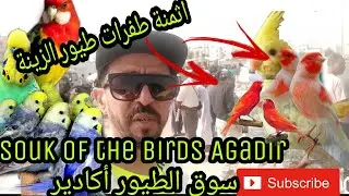 سوق الطيور أكادير ليوم الأحد 9oct+التعرف على اثمنة طفرات الطيور الجديدة