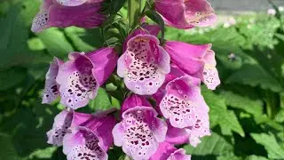 Digitalis purpurea (Foxglove)