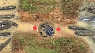 {NEW} Smart Boy Make Easy Deep Hole Fish Trap To Catch A Lot Of Fish Full HD