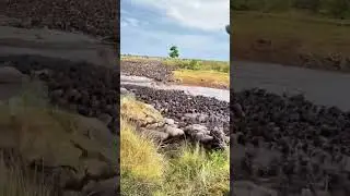 The Great Wildebeest migration