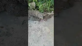 Giant Monitor Lizard Tries to Swallow A Big Asian Bullfrog.