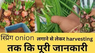 Complete information from planting spring onion to harvesting || If you don't have a pot, plant i...