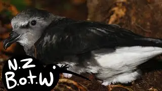 Chatham Island taiko - New Zealand Bird of the Week