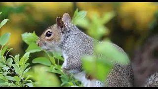 Animal Stock Footage &ndash; Royalty-Free, No Copyright #royaltyfree #stockfootage #freestockvideo #nature