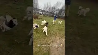 Bibi is jarig 🥳. Samen met moederbord en de zussen gevierd🥳❤️.#pups#jarig#familienzeit
