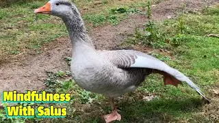 Mindful Meditation And Yoga Lesson With Salus The Goose (5 Minutes To Relax!)
