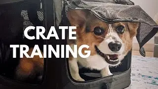 Corgi Training Guide: Part 7 - HOW to CRATE TRAIN Your Dog