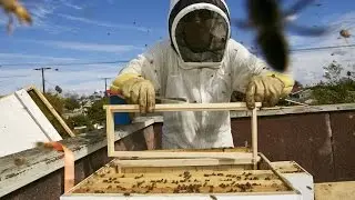 Looking For A New Hobby? Download A Beehive For Your Balcony