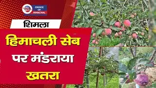 हिमाचली सेब पर मंडराया खतरा : 'अल्टरनेरिया' की चपेट में आए बगीचे | Apple | Alternaria | Himachal |
