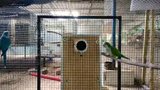 Monk parakeet breeding  (Psittacidae) quaker parrot
