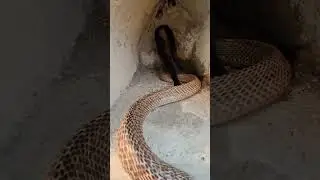 A wish-fulfilling snake was entering this cave 😱 #foryou #snake #venomouscreatures #cobra