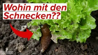 Wohin mit den abgesammelten Schnecken?
