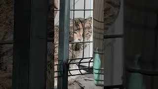Noroya Lost Cats Season 5 #057 #Shorts #cat #chat #gato #Lost Cats #Noraya #kitty #catvideos
