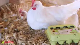 AviPro