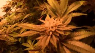 Kush Bush