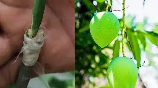Simple way of Mango grafting #shorts #grafting #gardening #youtubeshorts #short #viral