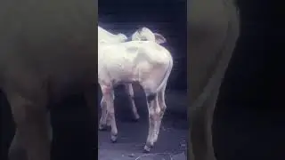 baby bull#cow#nazim funny vidoe#