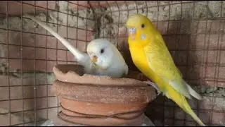 ALL BIRDS LOVER is live!
