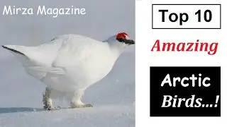 Top 10 Amazing Arctic Birds ll Mirza Magazine ll mirzamagazine