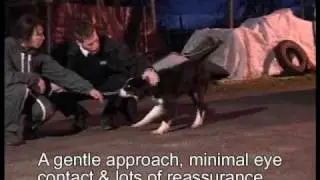 Border Collie Rescue - Natalia - RSPCA Cruelty Case