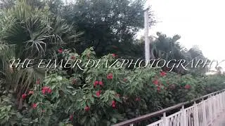 The wedding Qatar @ Al Messila Garden - Click like share and Subscribe for more wedding Videos