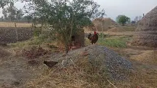 wov very nice speaking cock