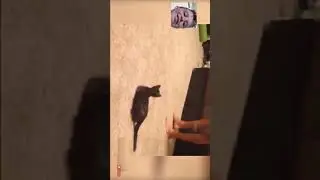 try not to laugh contest cat vs zucchini
