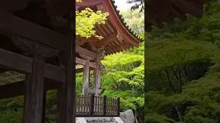 one of the best shrines in Japan #travel #adventure #fyp #japan