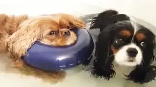Yuzu tries out her new bath pillow - Cavalier King Charles Spaniel