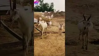 Goats masti time #shortsfeed #goats #goatsfarming #goatstory #subscribe #animals#shortsfeed