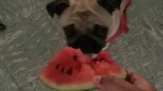 Pug Apple eating 🧿#apple #pug #sidsriram #kurumba #shorts #trending