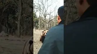 bear attack human | bear vs man | #bear #man
