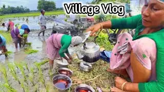 Lower Assam paddy Cultivation