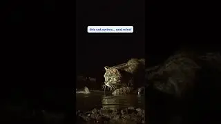 Meet the Fishing Cat: The Wild Cat That Loves Water! 🐾🐟
