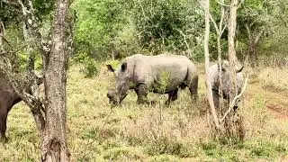 Buffalos and Rhinos Near Ghost Mountain