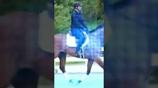 алюры лошадей все не влезли