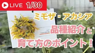 ミモザ・アカシアの品種紹介と育て方のポイント！
