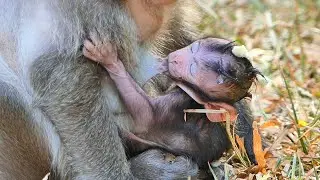 Adorable baby Jagger trying fast to drink sweet milk mommy on ground until sleep well.