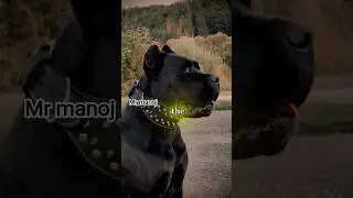 3 Reasons Cane Corsos Are Unstoppable Protectors Thinking about getting a **big dog**?#mrmanoj
