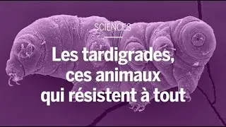 Les tardigrades, ces animaux qui résistent à tout