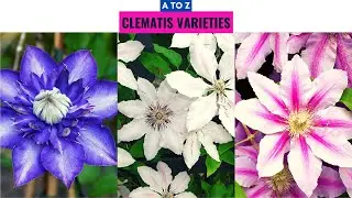 Clematis Varieties A to Z